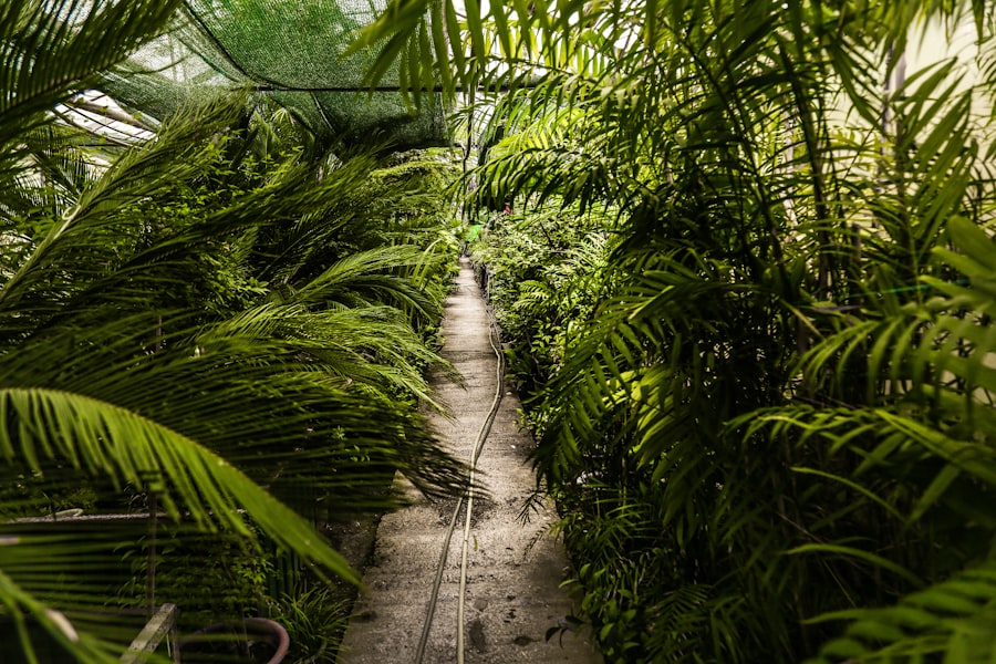 Greenhouse plants