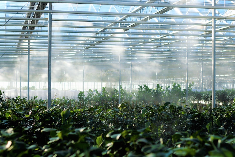 Photo Greenhouse plants